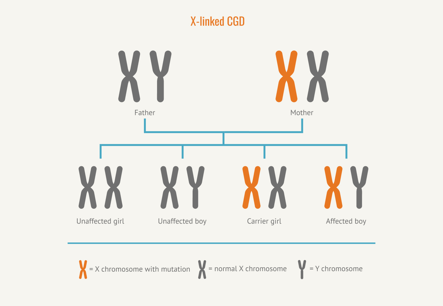 x-linked-cgd-inheritance-diagram
