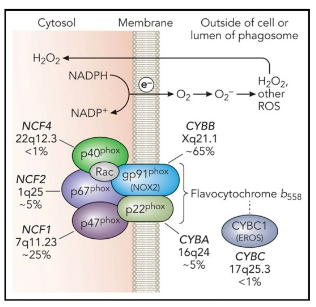 nadph-oxidase-superoxide-production-cgd-diagram