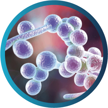 Catalase positive candida species icon